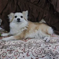 سگ پامر روباهی