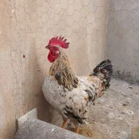 خروس