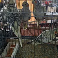 عروس هلندی|پرنده|گلستان (تهران), |دیوار