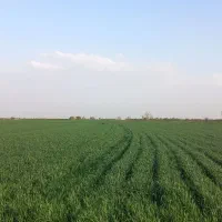 زمین کشاورزی|فروش زمین و ملک کلنگی|دشتابی, |دیوار