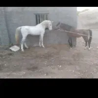 اسب سفید