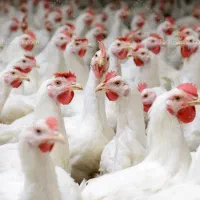 نیاز به سرمایه گذار برای اجاره سالن مرغداری