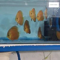 ماهی دیسکس|ماهی|یزد, |دیوار