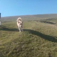 پاکوتاه نر اشپیتز