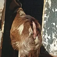 بز آبستن سر مایه|حیوانات مزرعه|جیرفت, |دیوار