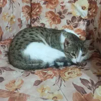 واگذاری حیوان