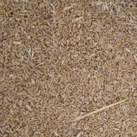 گندم برای فروش