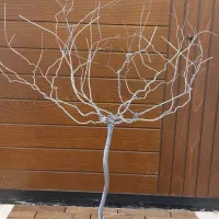 درخت دکوراتیو