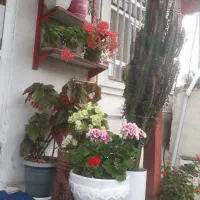 ویلا کاکتوس دربست