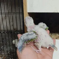 فروش جوجه گرینچیک سرلاکی|پرنده|بردسکن, |دیوار