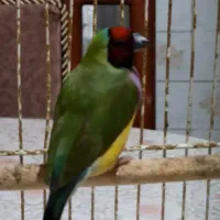 یک جفت فنچ زیبا