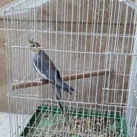 عروس هلندی نر و قفس