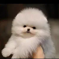 بشتابید پامر وایت فیس|سگ|مشهد, وکیلآباد|دیوار