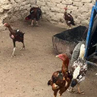 خروس لاری|حیوانات مزرعه|گرمخان, |دیوار