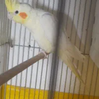 عروس هلندی سخنگو|پرنده|سرپل ذهاب, |دیوار