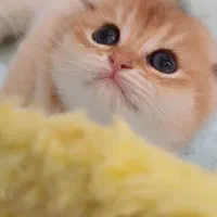 گربه اسکاتیش با بهترین کیفیت