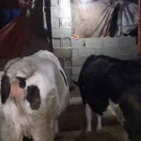 حیواناتمزرعهگاو|حیوانات مزرعه|گوراب زرمیخ, |دیوار