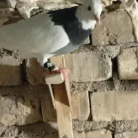 طوق سبز