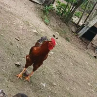 خروس|حیوانات مزرعه|لاهیجان, بوجایه|دیوار