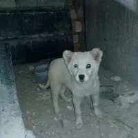 سگ روباحی|سگ|قم, خداکرم|دیوار