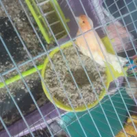 جفت قناری|پرنده|تربت‌حیدریه, پائین ولایت|دیوار