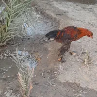 چابهاری و پاپر|حیوانات مزرعه|میناب, |دیوار