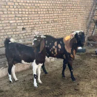 نر بز کاموری