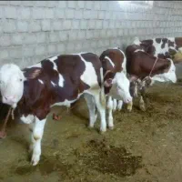 فروش گوساله|حیوانات مزرعه|تهران, تهرانپارس غربی|دیوار