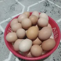 تخم مرغ محلی|خوردنی و آشامیدنی|صحنه, |دیوار