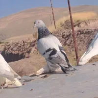 ابی پارپارلی