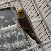 سهره قناری نر آبدانان