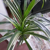 تعدادی گل وگیاه آپارتمانی بسیار زیبا و بزرگ