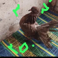 کبوتر دمچتری جوجه و بالغ. نرو ماده|پرنده|بابلسر, |دیوار