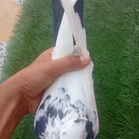 شادگان|پرنده|شادگان, |دیوار