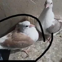 پست زرد جوجه