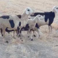 بره قوچ
