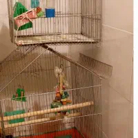 قفس پرنده بزرگ جای چندپرنده بزرگ درحد۱۲۰۰