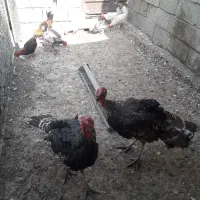 بوقلمون|حیوانات مزرعه|چمران, |دیوار