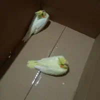 جوجه