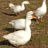 فروش غاز اوکراینی نر و ماده