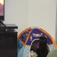 ماده فولد مشکی