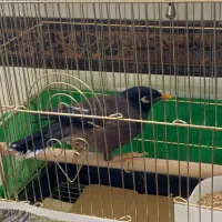 مرغ مینا سرحال|پرنده|تبریز, |دیوار