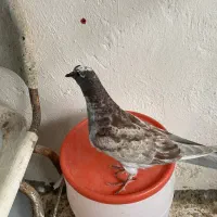 فروش کفتر کبوتر پرشی.|پرنده|نوشهر, |دیوار