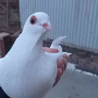 کبوترچشم قرمز