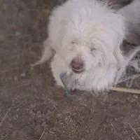 واگذاری سگ پاکوتاه نر پشمالو 11ماهه