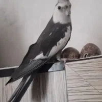 عروس هلندی وایت فیس سخنگو