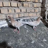 کبوتر جوجه دورگ با جفت کله ای