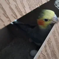 عروس هلندی جفت مولد جوجه بزرگ کن|پرنده|پاکدشت, پاکدشت (مامازند)|دیوار