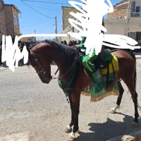 اسب عرب ایرانی