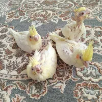 جوجه عروس هلندی